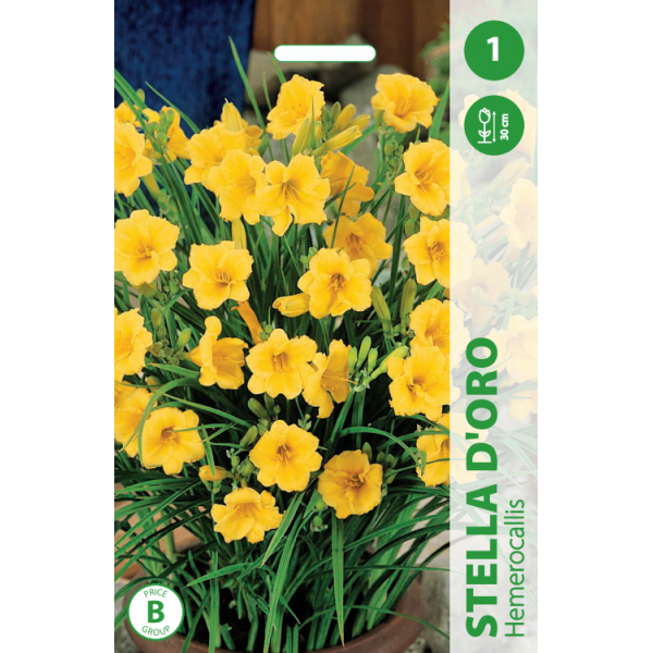 Hemerocallis STELLA D'ORO 1pc