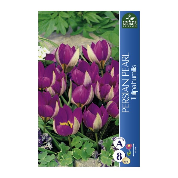 Botanical Tulip Persian Pearl