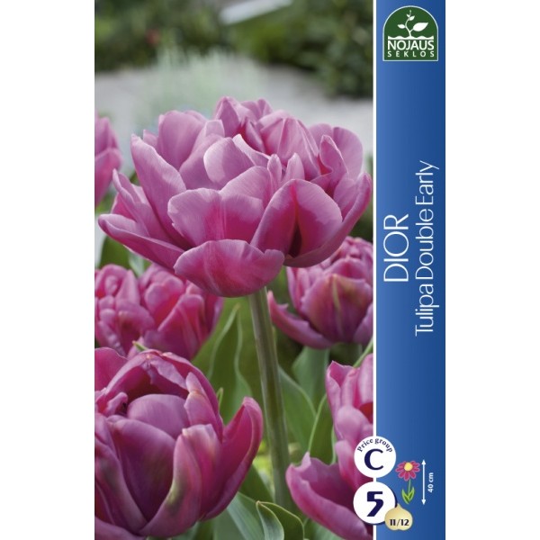 TULIPS DIOR