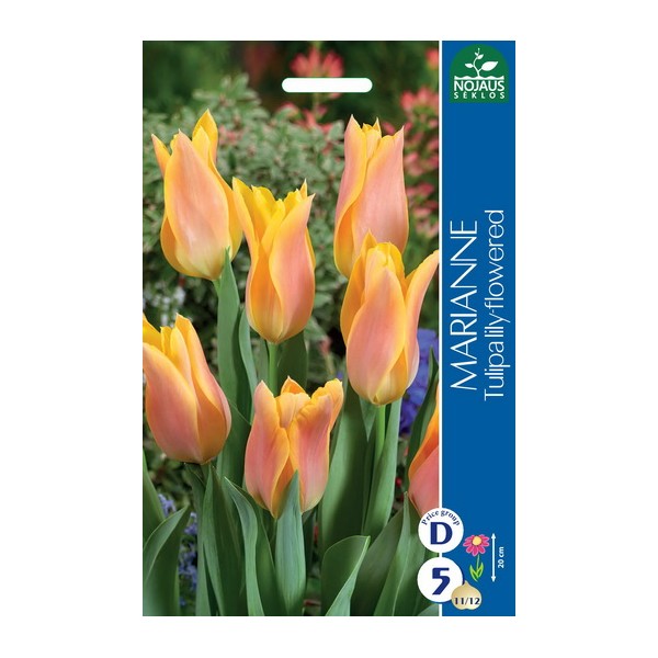 TULIP MARIANNE
