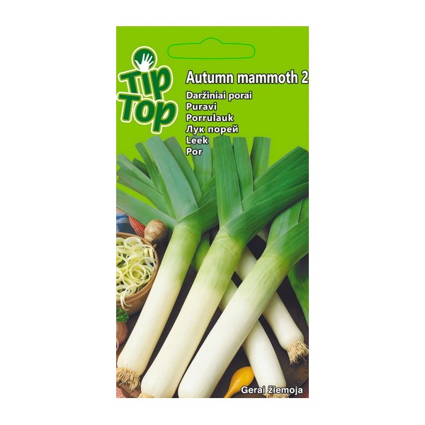 Leek AUTUMN MAMMOTH 2