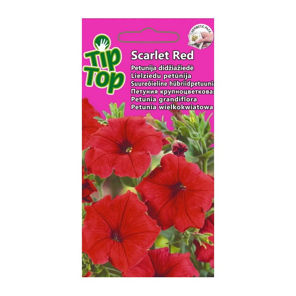 TIP TOP PETUNIA LARGE Red Scarlet