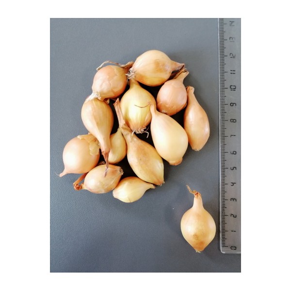 0.5KG STURON 14/21 onion seedlings