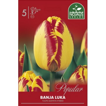 Darwin Hybrid Tulip Banja Luka