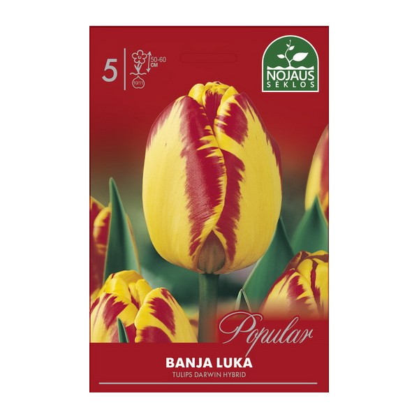 Darwin Hybrid Tulip Banja Luka