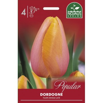 Single Late Tulip Dordogne