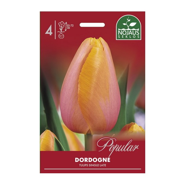 Single Late Tulip Dordogne