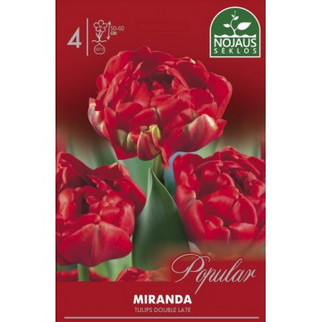 Tulip Miranda