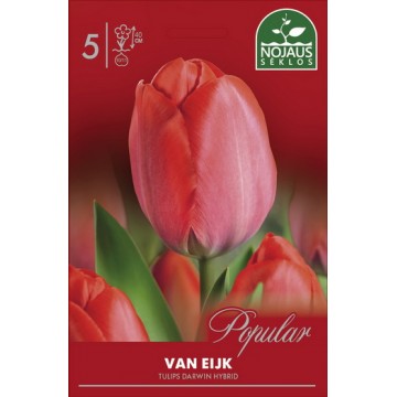 TULIPS VAN EIJK