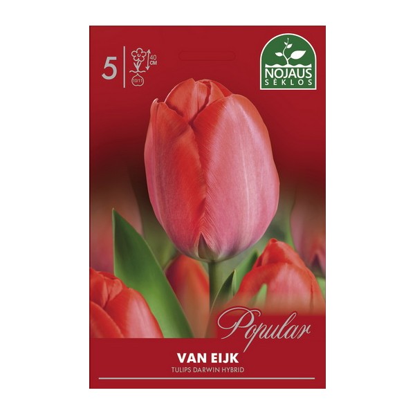 TULIPS VAN EIJK