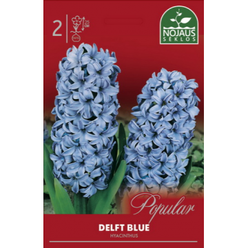 Hyacinth Delft Blue