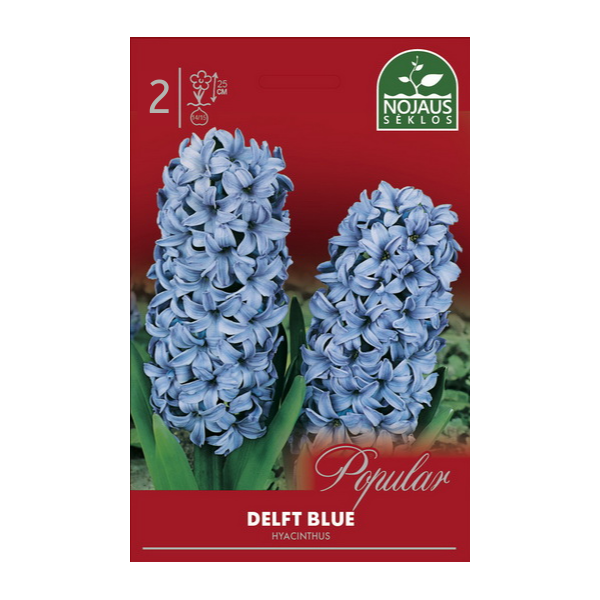 Hyasintti Delft Blue