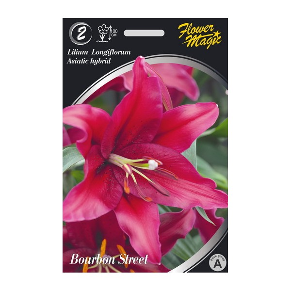 LILIES BOURBON STREET 2pcs