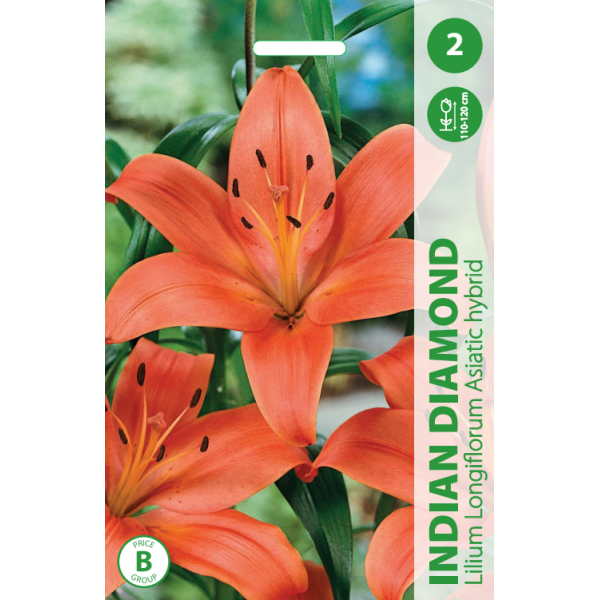 LILIES INDIAN DIAMOND 2PC