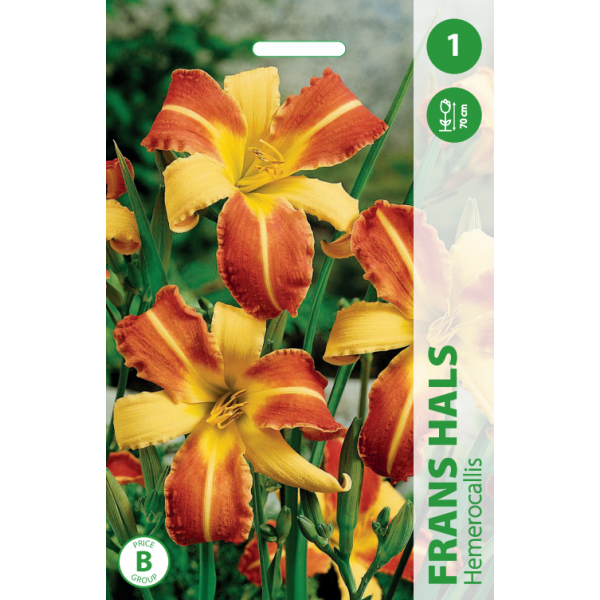 Daylily FRANS HALS 1pc