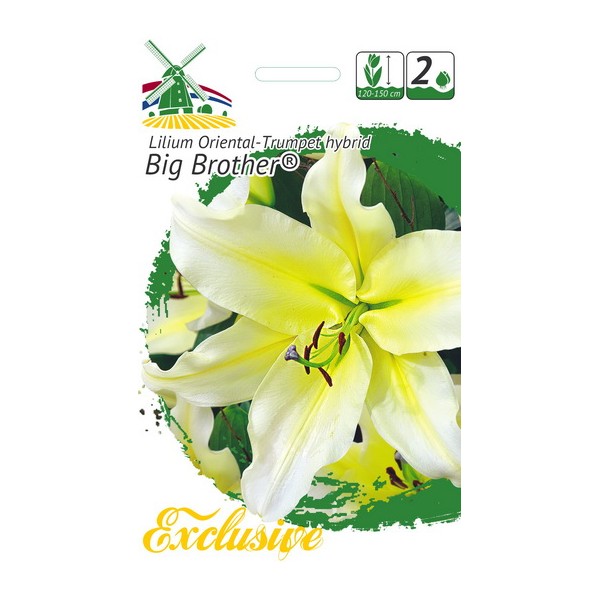 EXCLUSIVE Lilies BIG BROTHER 2pcs
