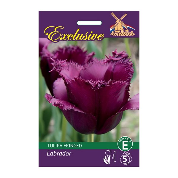 Tulip Exclusive Labrador