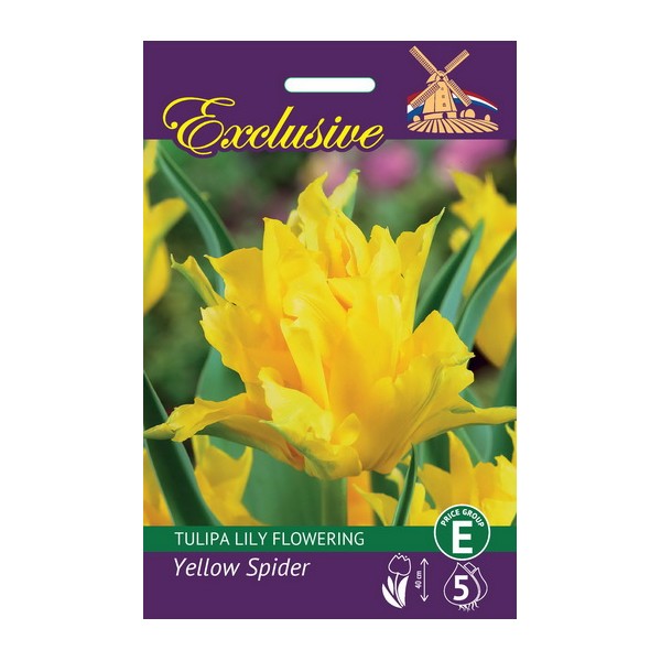 Tulip Exclusive Yellow Spider