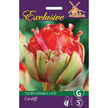 TULIPS EXCLUSIVE CARDIFF 5 pcs