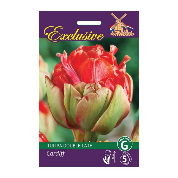 TULIPS EXCLUSIVE CARDIFF 5 pcs