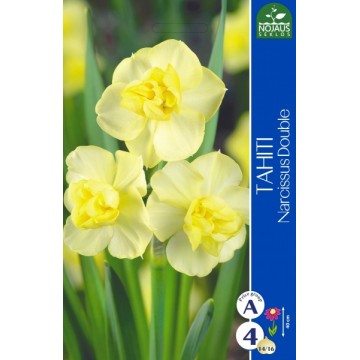 Double Daffodil Tahiti
