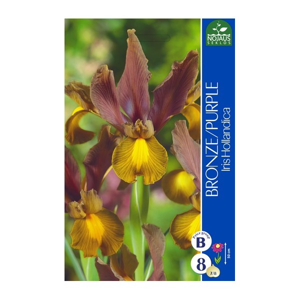 Hollanninkurjenmiekka Bronze-Purple