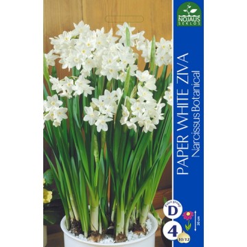 DAFFODILPAPER WHITE ZIVA