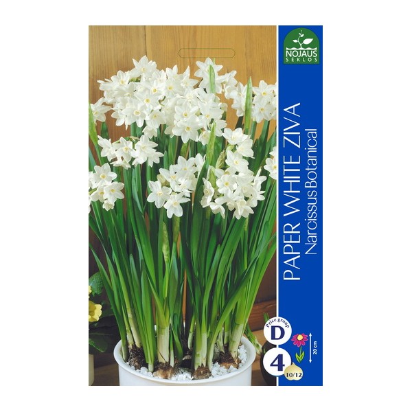 DAFFODILPAPER WHITE ZIVA