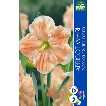 NARSISSI APRICOT WHIRL