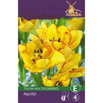 TULIPS EXCLUSIVE AQUILLA