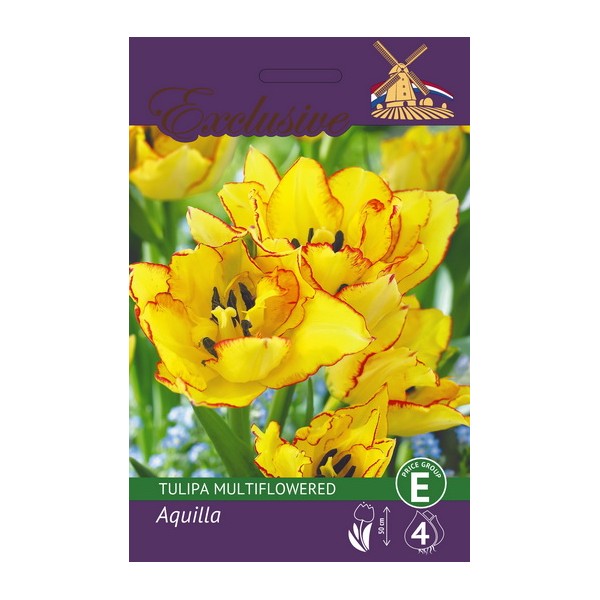 TULIPS EXCLUSIVE AQUILLA