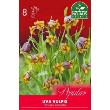 Fritillary Uva-Vulpis