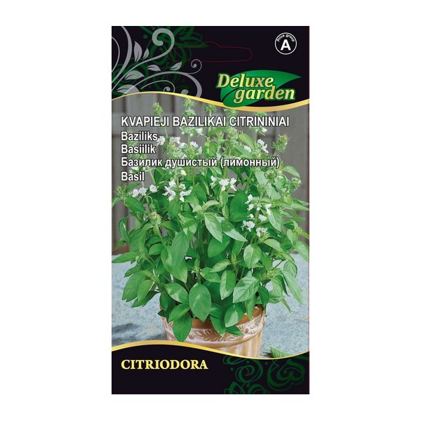 FRAGRANT BASIL CITRIODORA