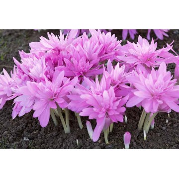 Autumn Crocus Waterlily