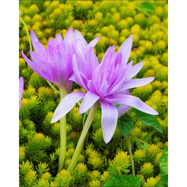 Autumn Crocus Waterlily