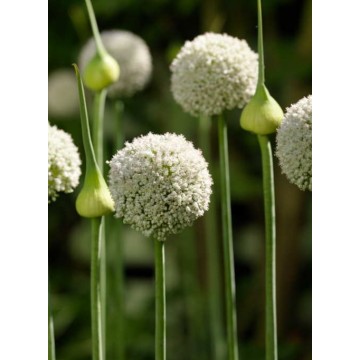 Allium White Cloud