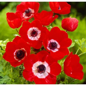 De Caen Anemone Hollandia