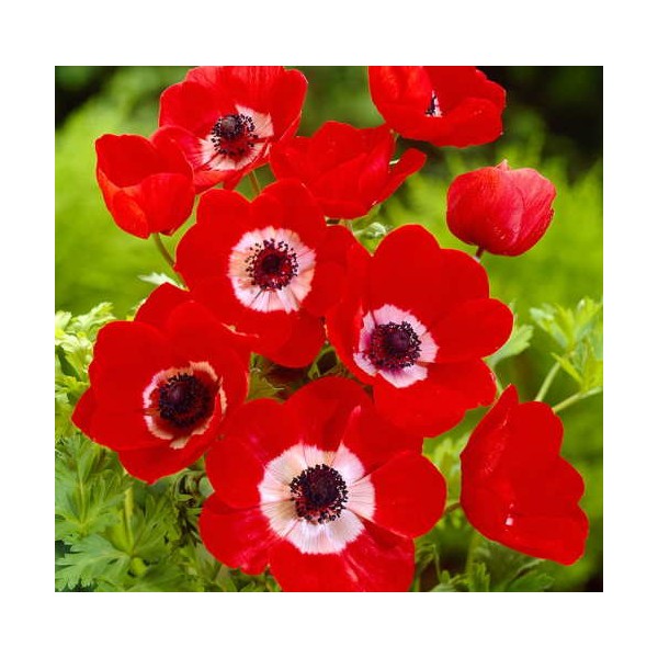 De Caen Anemone Hollandia