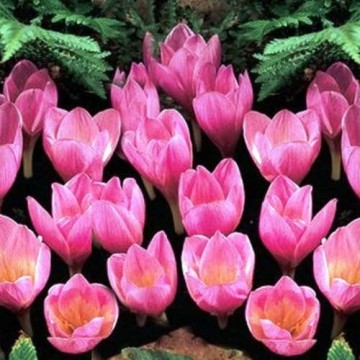 Crocus Zonatus