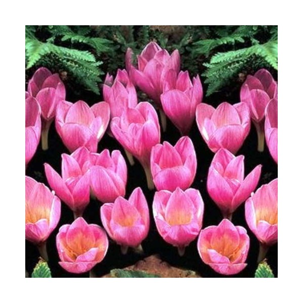 Crocus Zonatus