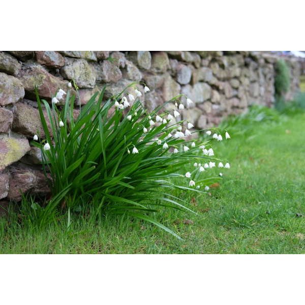 Summer Snowflake