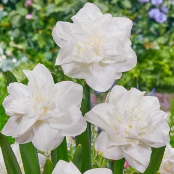 Double Daffodil White Medal