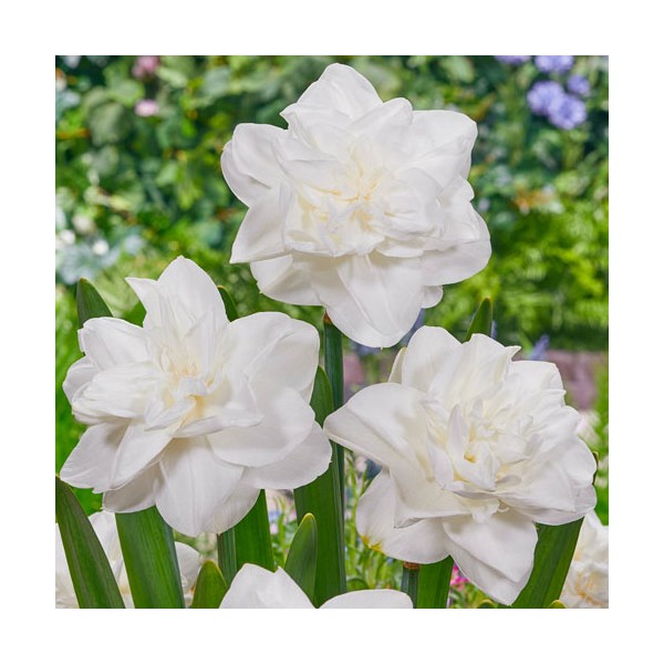 Double Daffodil White Medal