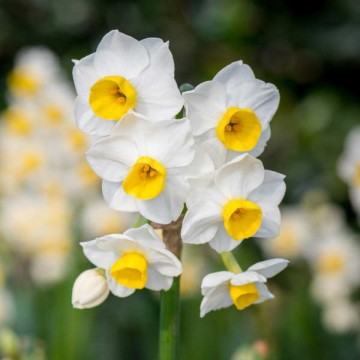 Fragrant Daffodil Avalanche