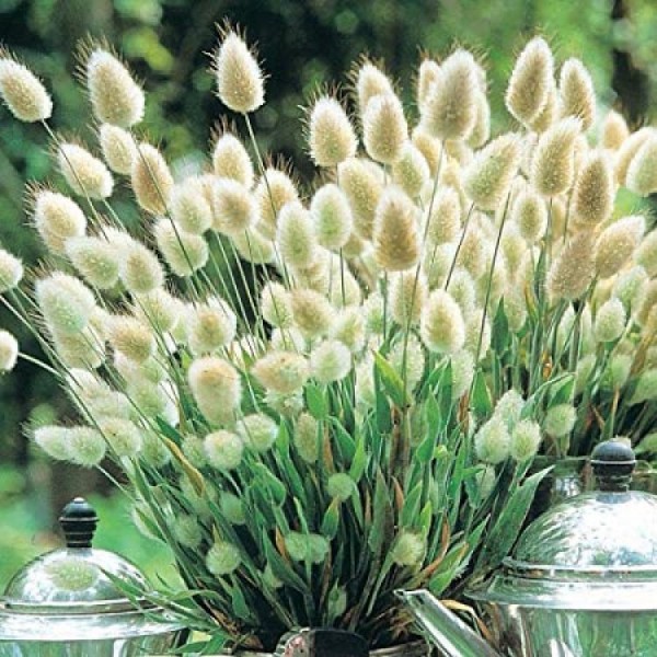 LAGURIA Bunny tails
