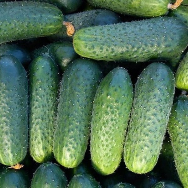 CUCUMBERS, SHORT-FRUITED CANTARA H
