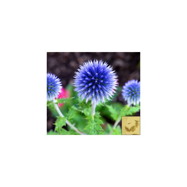 Echinops light blue