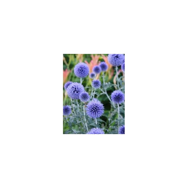 Echinops light blue