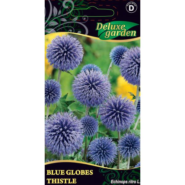 Echinops light blue