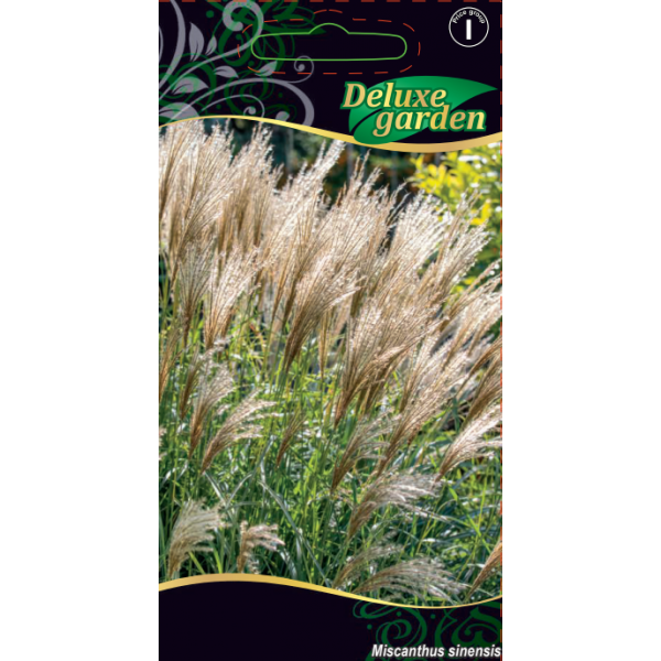 Chinese silver grass